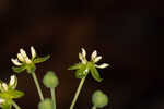 Blue Ridge carrionflower